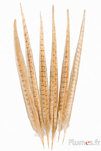 Fazant van Colchis - gebleekt - 30-35 cm - crème-bruin